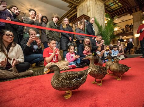  The Peabody Ducks: Memphis Mayhem and Feathered Fun!