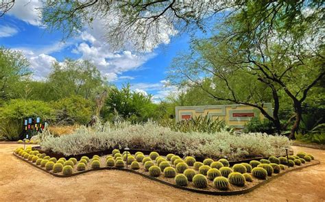 Tucson Botanical Gardens: Khám phá thiên nhiên hoang dã và những sắc màu rực rỡ của sa mạc!